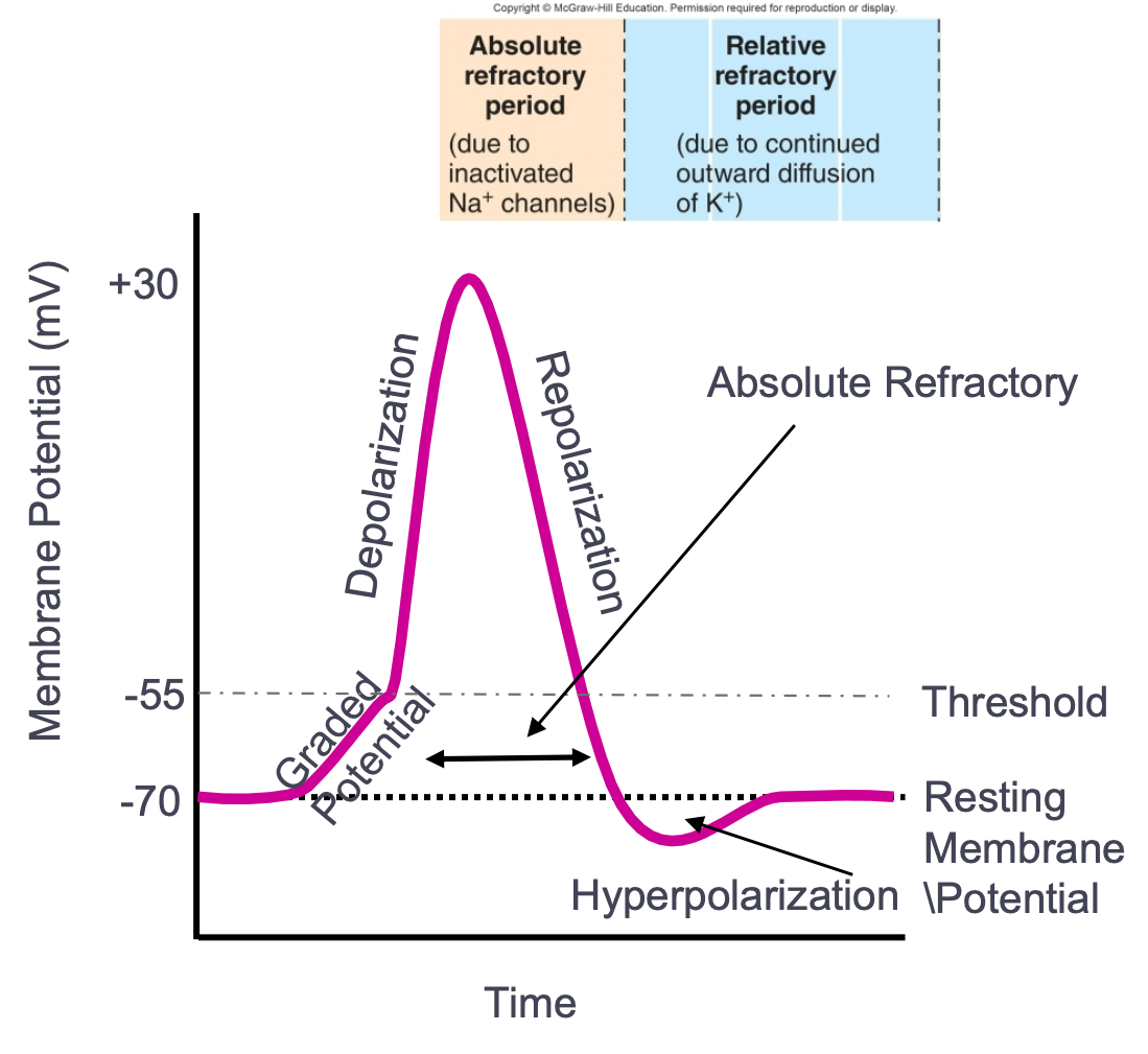 
1. Large, rapid reversal of membrane potential in a region of a cell that allow electrical impulse to be carried over long distances

   
   1. Sending the signal 
2. Action potential magnitudes are constant 
3. Three phases of the action potential

   
   1. Depolarization
   2. Repolarizaton
   3. Hyperpolarization 
