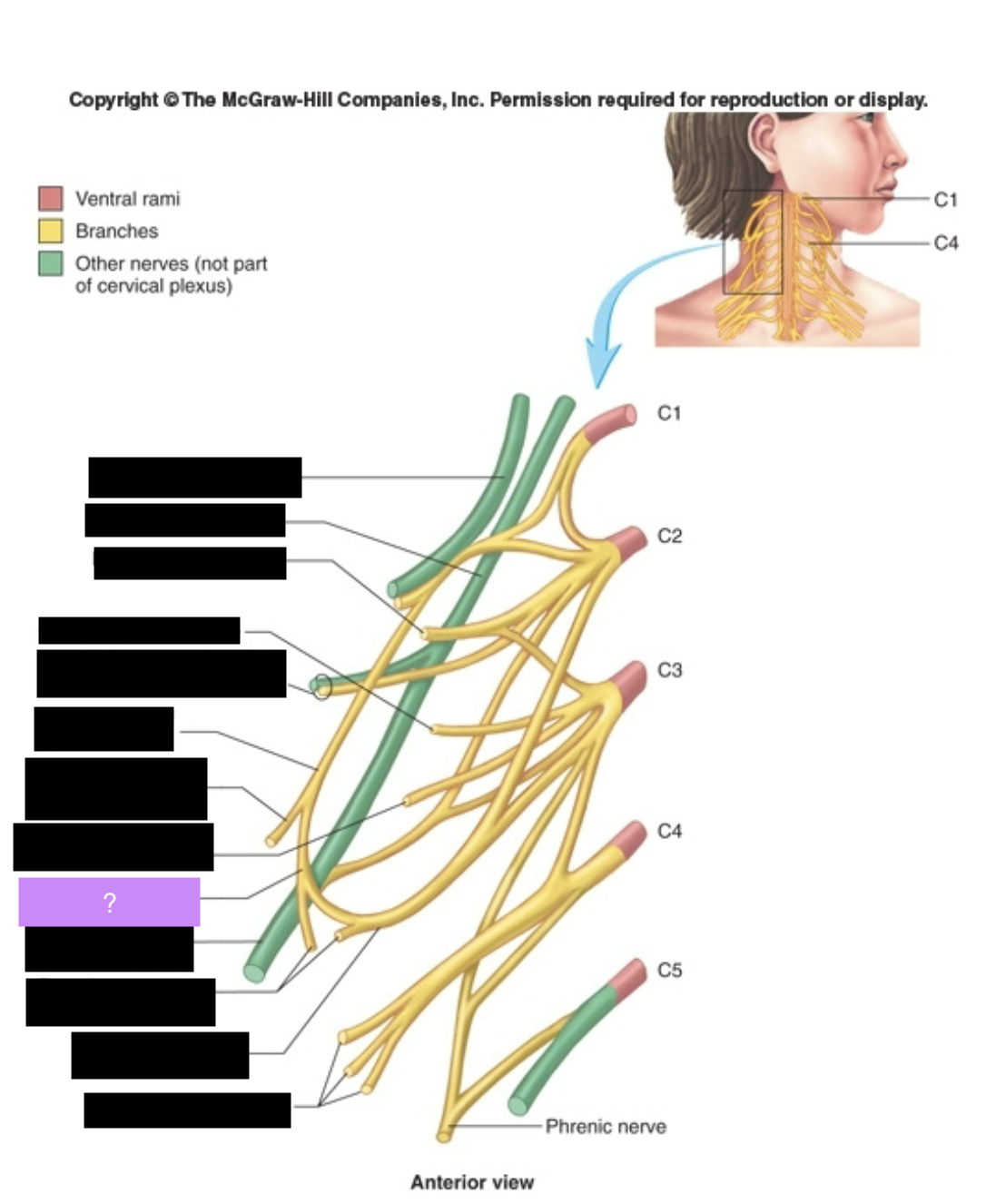 <p>Loop. Muscles of neck</p>