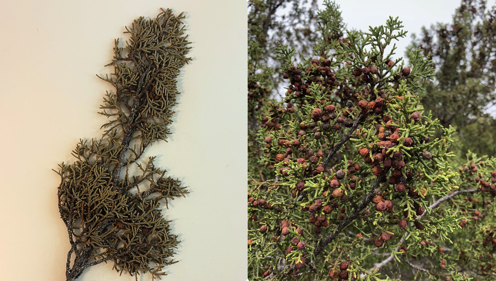 <p>Scaley leaves</p><p><strong>Ovulate cones reddish-copper</strong></p><p><strong>Leaf gland often with white crystalline exudate</strong></p><p><strong>Hilum covering seed ½ length</strong></p>