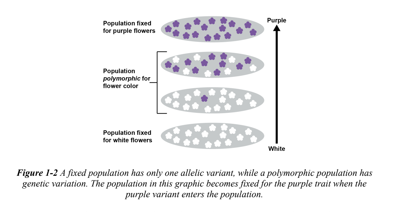 <p>an allele that has a frequency of 1.0 in a pop.</p><p>all other variants become extinct. </p><p>Purple variant became fixed</p><p>After fixation, evolution does not stop b/c new variants can arise (mutation)</p>