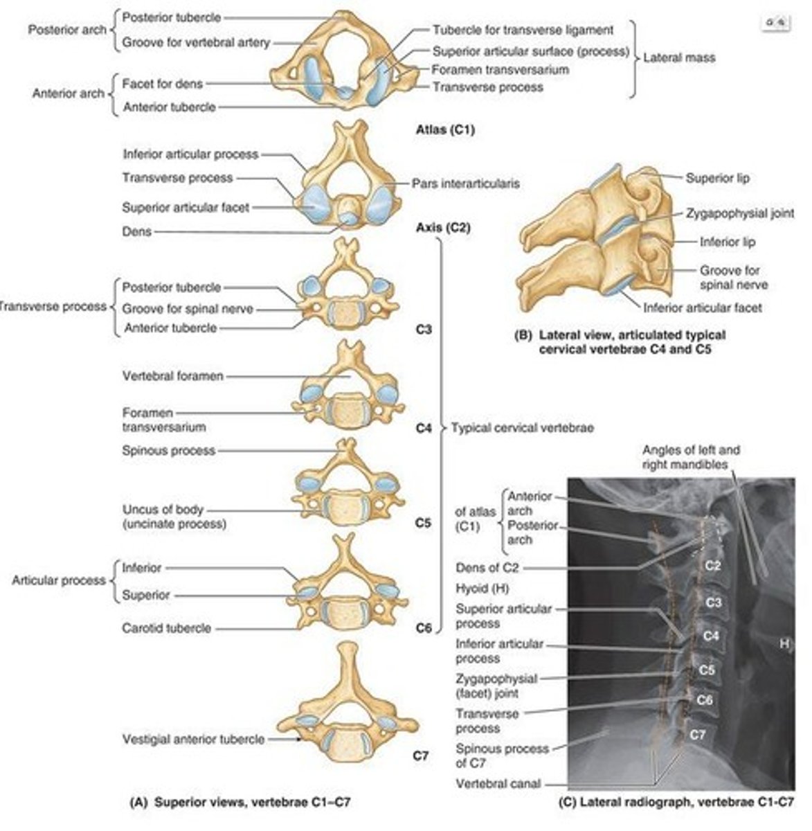 <p>They form the bones of the neck and consist of 7 vertebrae (C1-C7).</p>