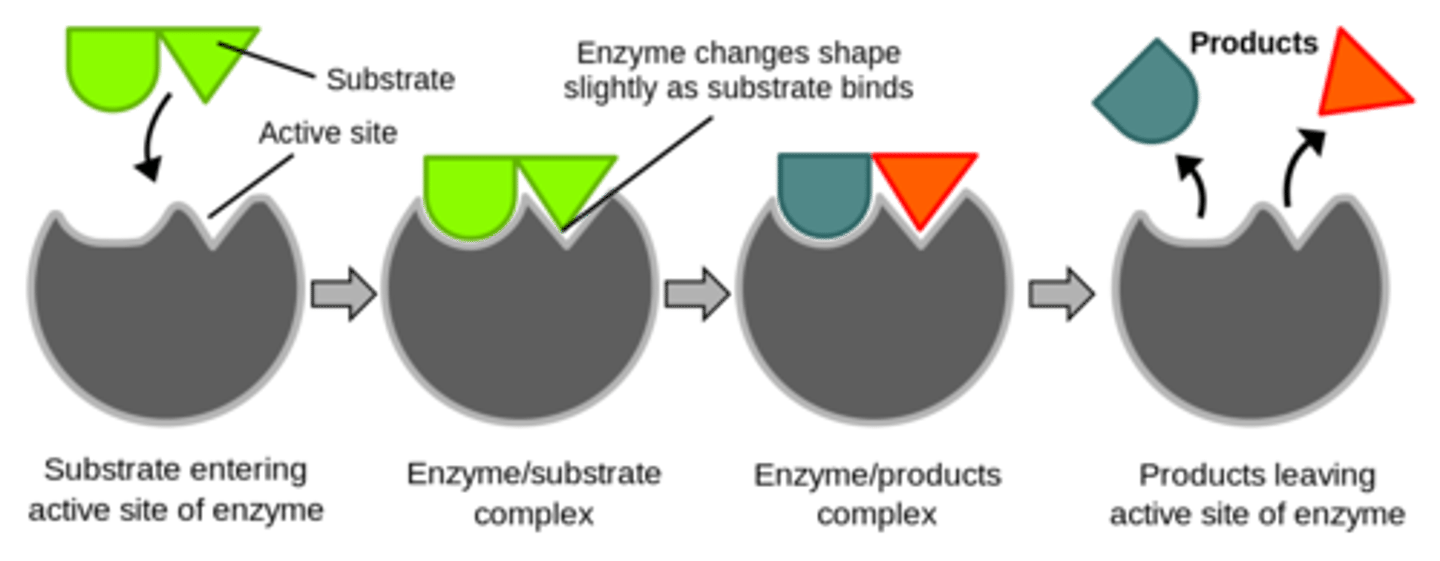 <p>enzymes</p><p>(Note: almost all</p><p>are proteins, but</p><p>RNA can also act</p><p>as an enzyme)</p>
