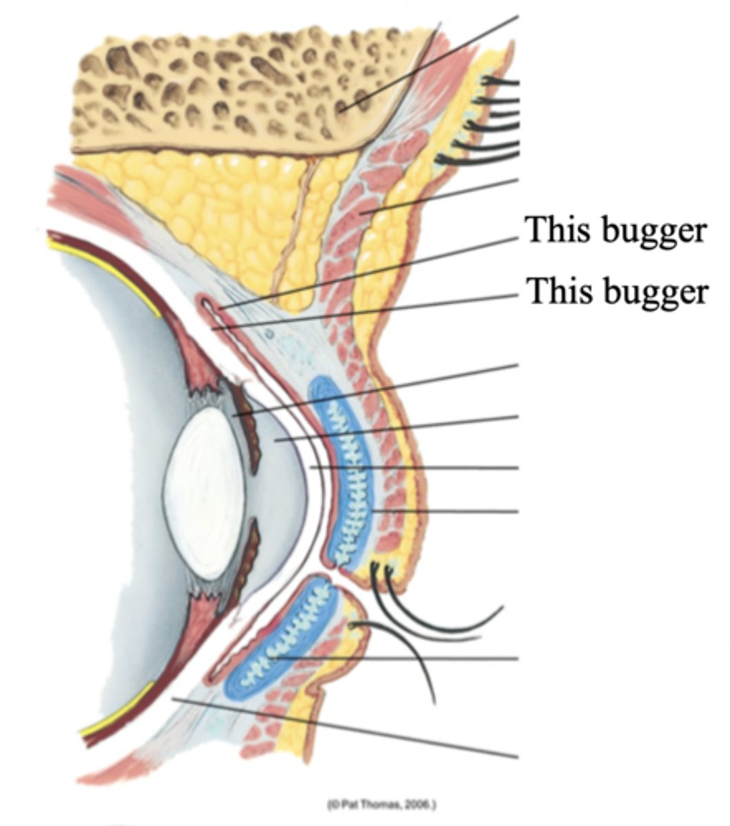 <p>A transparent protective covering of the eye</p>