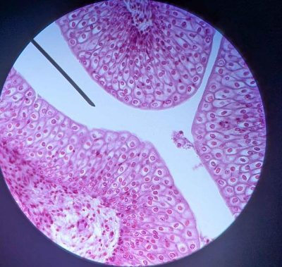 <p>Name this tissue</p>