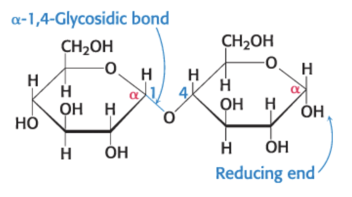 <p>glycosidic linkage between the a-anomeric form of C-1 on one sugar and the hydroxyl oxygen atom on the C-4 of the adjacent sugar</p>
