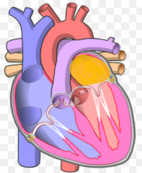 <p>What is the name the highlighted portion of the heart?</p>