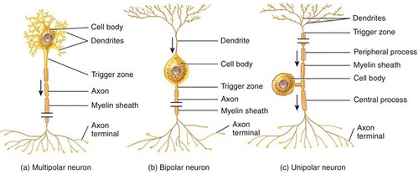 <p>Neurons that carry signals from skeletal muscles, bones, joints, skin, and special senses (vision, hearing, taste, smell, balance).</p>