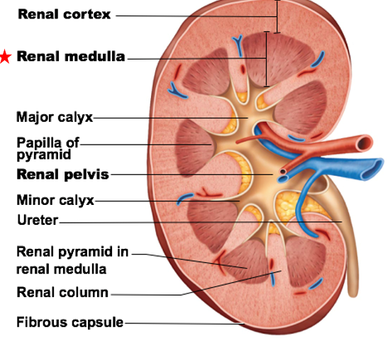 <ul><li><p>a major internal region of kidneys</p></li><li><p>Contain several renal pyramids → packed with capillaries &amp; urine-collecting tubules</p></li><li><p>Function: allows for some water reabsorption, electrolyte balance, disposal of waste and H+ ions</p></li></ul><p></p>