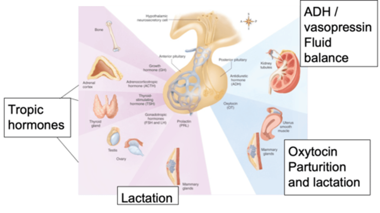 <p>Looking at the anterior pituitary, tropic hormones will affect things like growth - name some hormones and their effects</p>