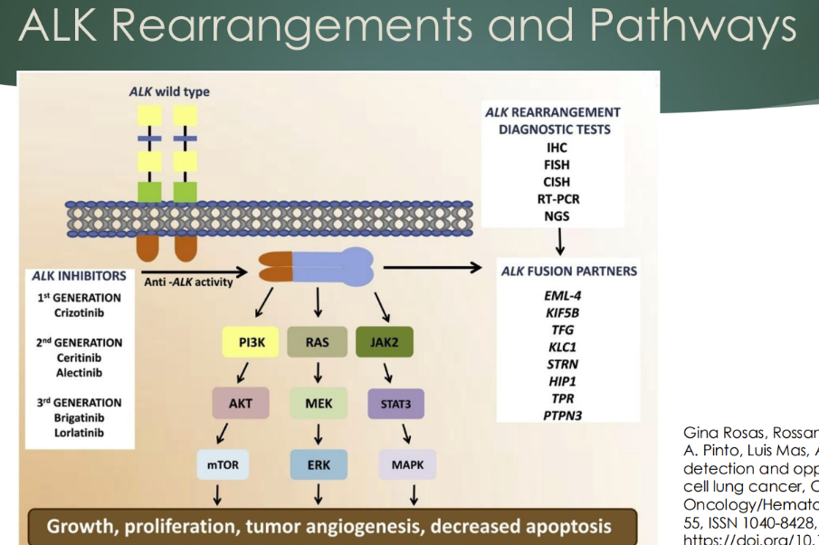 <p>ALK in NSCLC</p><p>Alk gene fusion</p><p>-	Chromosomal mutation creating a fusion protein with the EML4 gene (or others)</p><p>o	ALK can activate signaling pathways, including MAPK and PI3K</p><p>-	The first drug crizotinib (a tyrosine kinase inhibitor) was approved with a companion diagnostic for the translocation (FISH)</p><p>o	Newer generation drugs: ceritinib, alectinib, ensartinib, lorlatinib</p><p>-	Detected by FISH, CISH, or NGS</p>