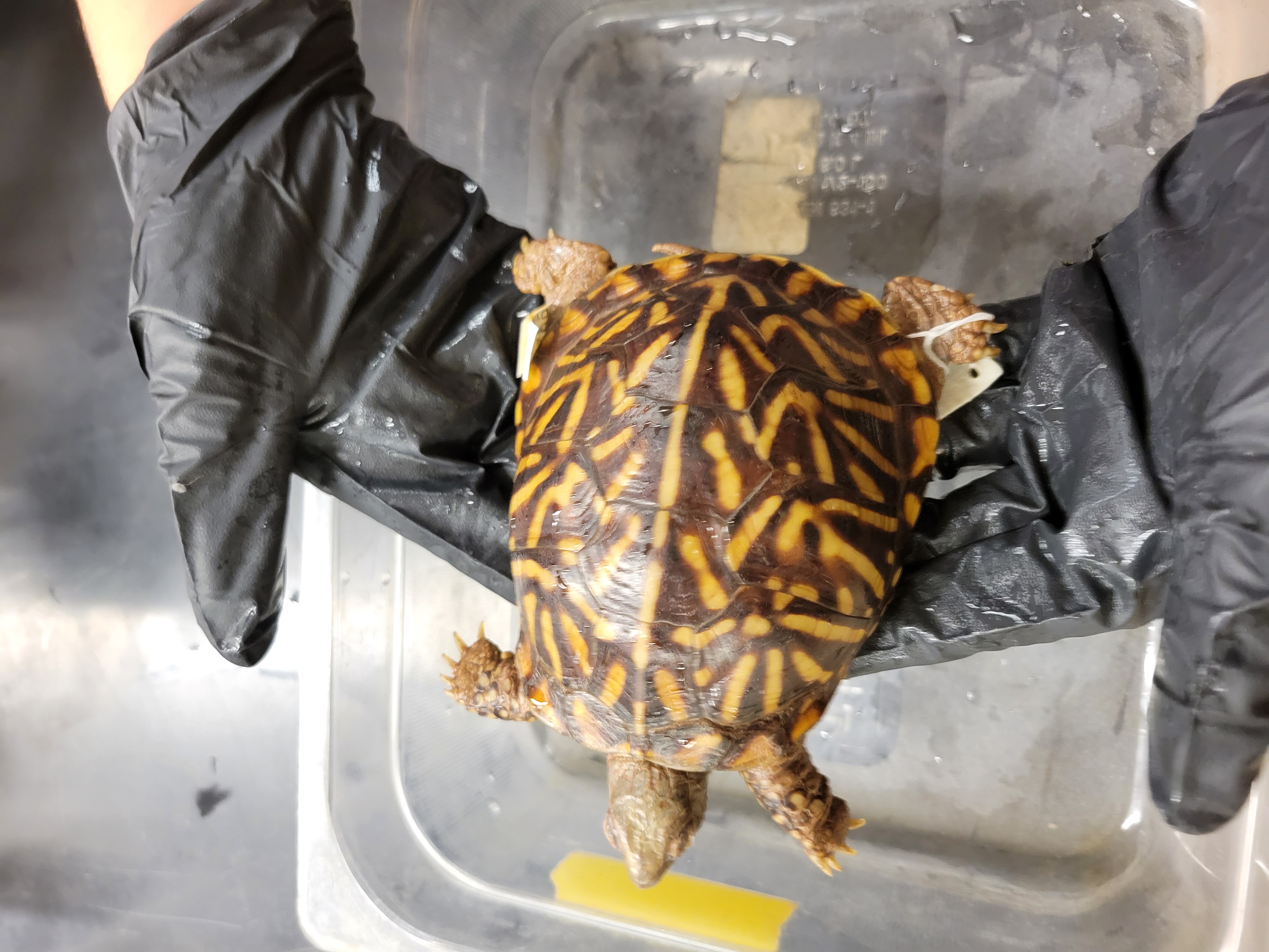 <p><span>F: Emydidae<br>Terrapene ornata</span></p>