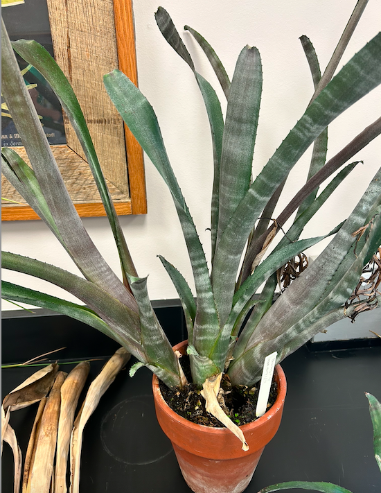 <p><span style="background-color: transparent;"><span>Order? Family?</span></span></p>