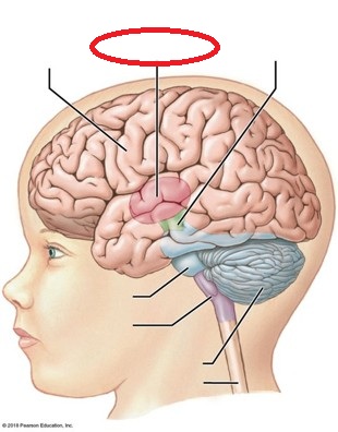 <p>Identify the indicated major region of the brain</p>