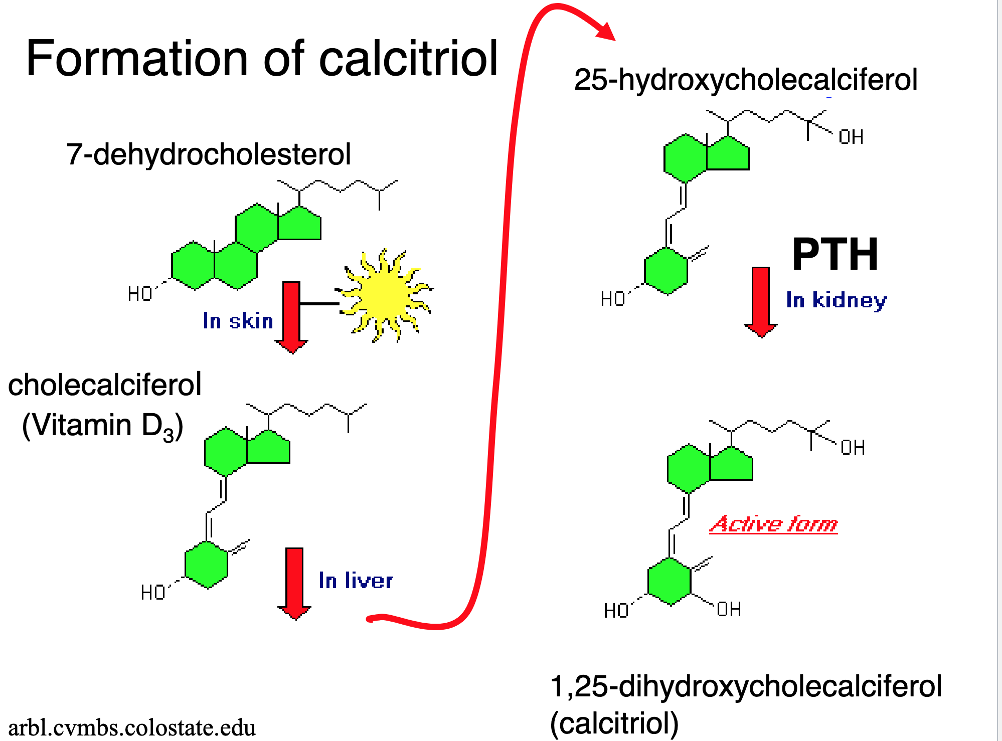 <p>Explain the formation of Calcitriol.</p>