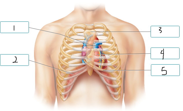 <p>Label the figure indicating the location of the heart and other structures.</p><p><span style="font-size: inherit; font-family: inherit"><br></span></p>