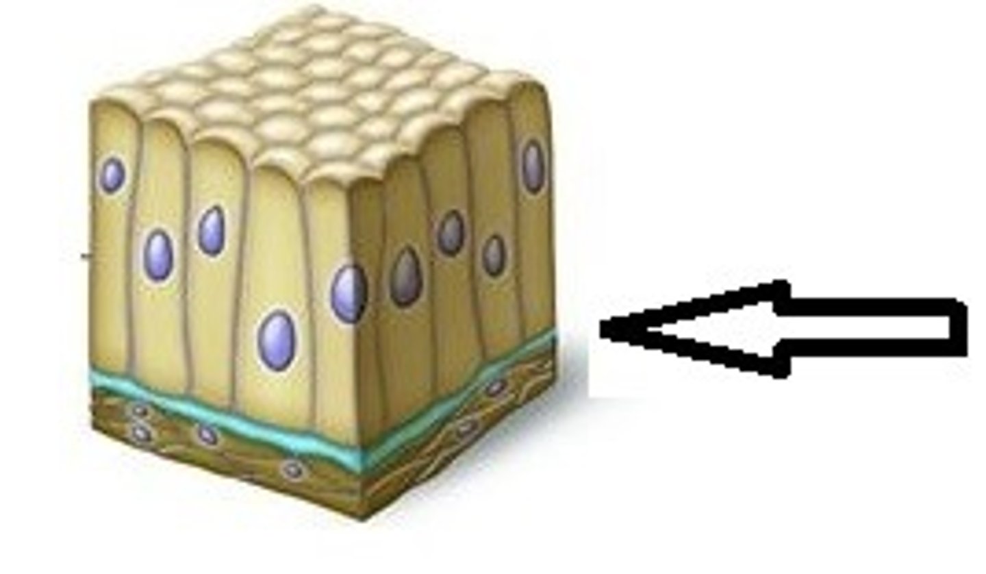 <p>attached to basement membrane</p>