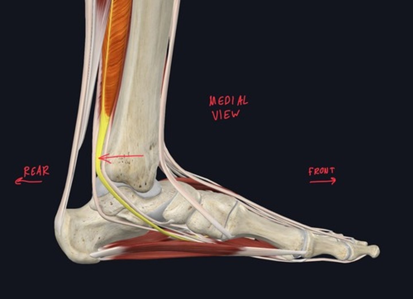 knowt flashcard image