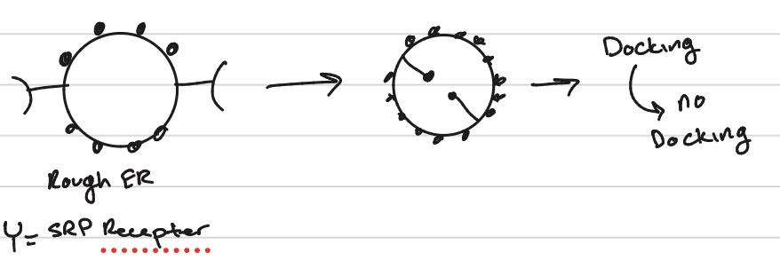 <p><span>protease - yes</span></p>