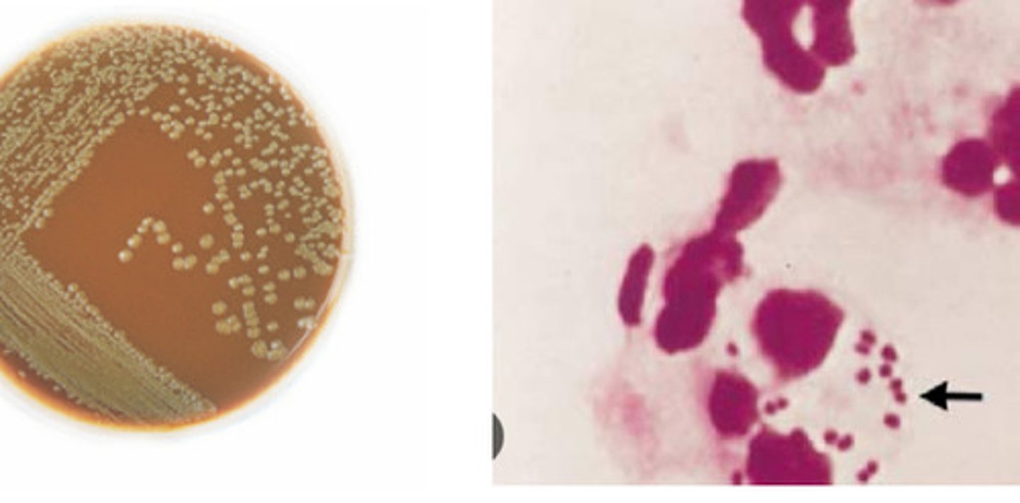 <p>GNC, maltose and glucose pos, growth on CHOC, see intracellularly in PMNs, oxidase pos, catalase pos</p>
