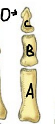 <p>What portion of the finger is C</p>