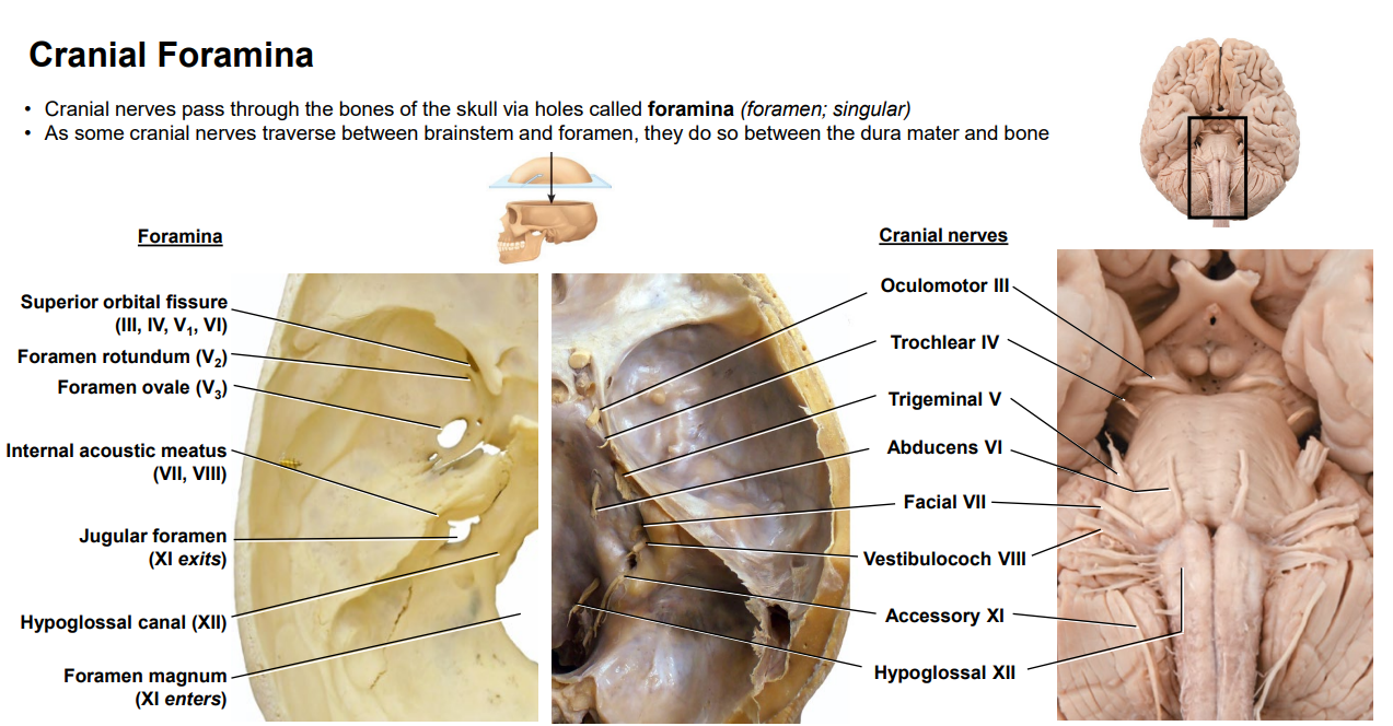 <ol><li><p>Olfactory - Cribiform Plate</p></li><li><p>Optic - Optic Canal</p></li><li><p>Oculomotor - Superior Orbital Fissure</p></li><li><p>Trochlear - Superior Orbital Fissure</p></li><li><p>Trigeminal</p><ul><li><p>Opthalmic - Superior Orbital Fissure</p></li><li><p>Maxillary - Foramen Rotundum</p></li><li><p>Mandibular - Foramen Ovale</p></li></ul></li><li><p>Abducens - Superior Orbital Fissure</p></li><li><p>Facial - Internal Acoustic Meatus</p></li><li><p>Vestibulocochlear - Internal Acoustic Meatus</p></li><li><p>Glossopharyngeal - Jugular Foramen</p></li><li><p>Vagus - Jugular Foramen</p></li><li><p>Accessory - Jugular Foramen</p></li><li><p>Hypoglossal - Hypoglossal Canal</p></li></ol><p></p>