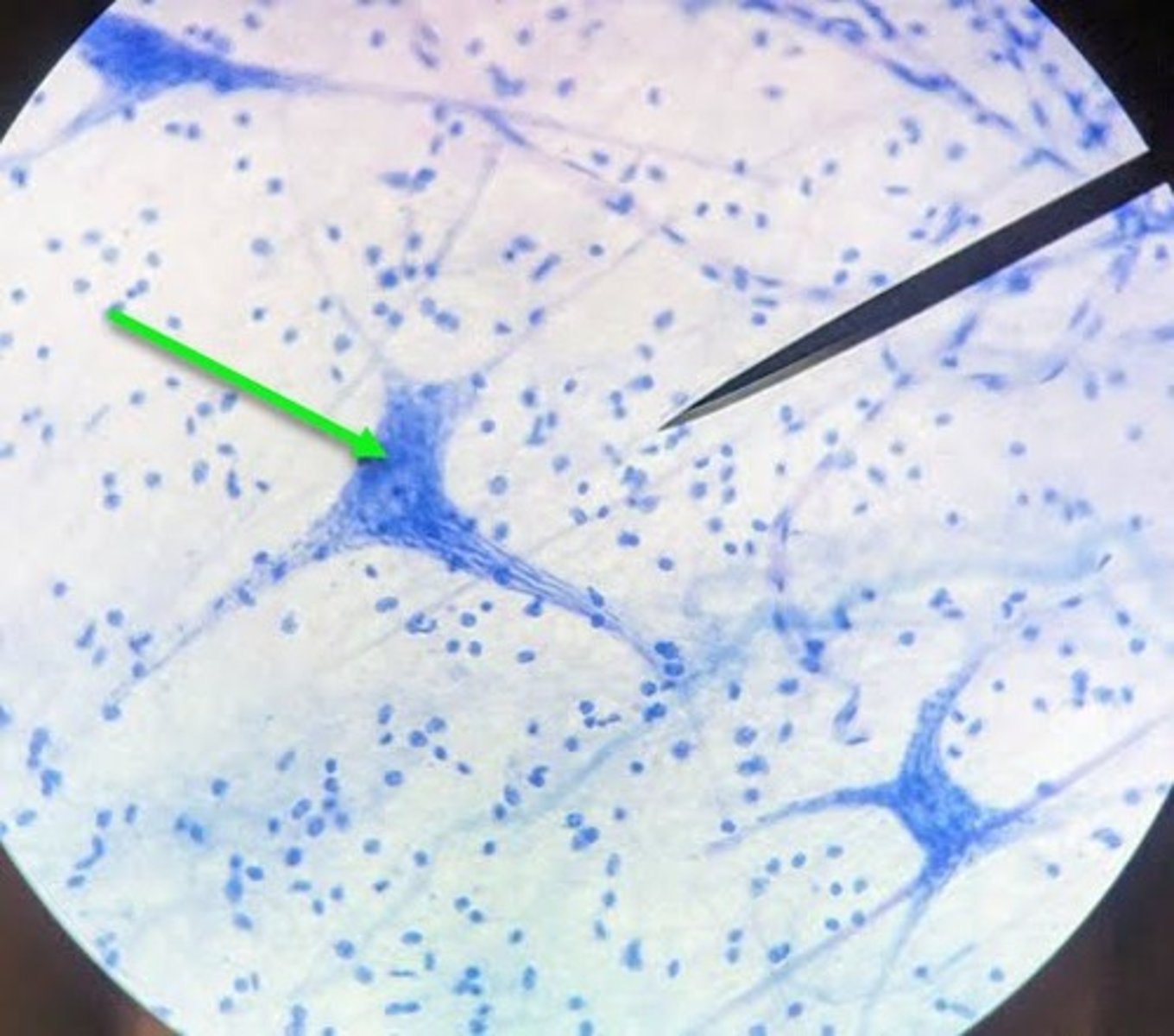 <p>Identify the cell indicated by the arrow.</p>