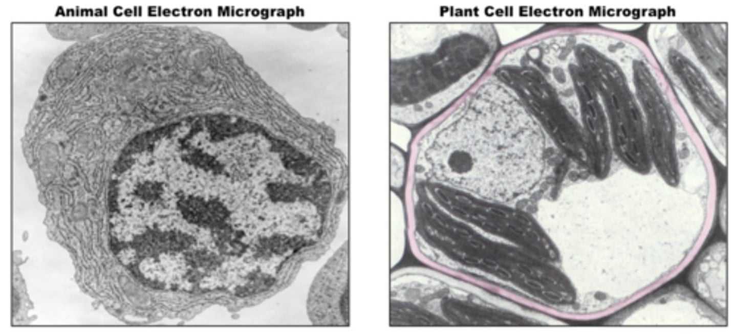 <p>Surrounds the cell outside the cell surface membrane and is made of cellulose.</p><p>Strengthens and supports the cell and prevents it changing shape.</p><p>Contains pores to allow the movement of substances easily.</p>
