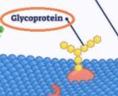 <p>Technically an integral protein, which is made up of a chain of sugars (glyco-) attached to a protein which allows a cell to recognize another cell. (can be attached to any other the previous mentioned integral proteins)</p>