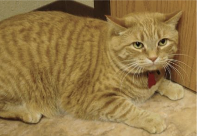 <p>describe what you see, will you continue to approach this cat?</p>