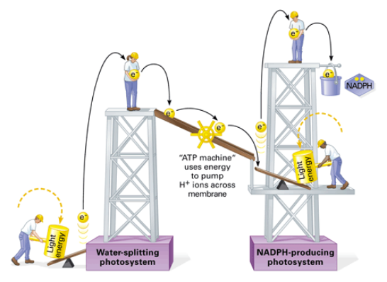 <ul><li><p><span>sun exciting electron of hydrogen</span></p></li><li><p><span>electron pass through ETC</span></p></li><li><p><span>loses some energy (not all!) to pump H+</span></p><ul><li><p><span>(1 ATP made per electron)</span></p></li></ul></li><li><p><span>electrons are received by a second photosystem</span></p></li><li><p><span>they’re re-excited to higher E level!</span></p></li><li><p><span>passed on to calvin cycle by NADPH carrier</span></p></li></ul><p></p>