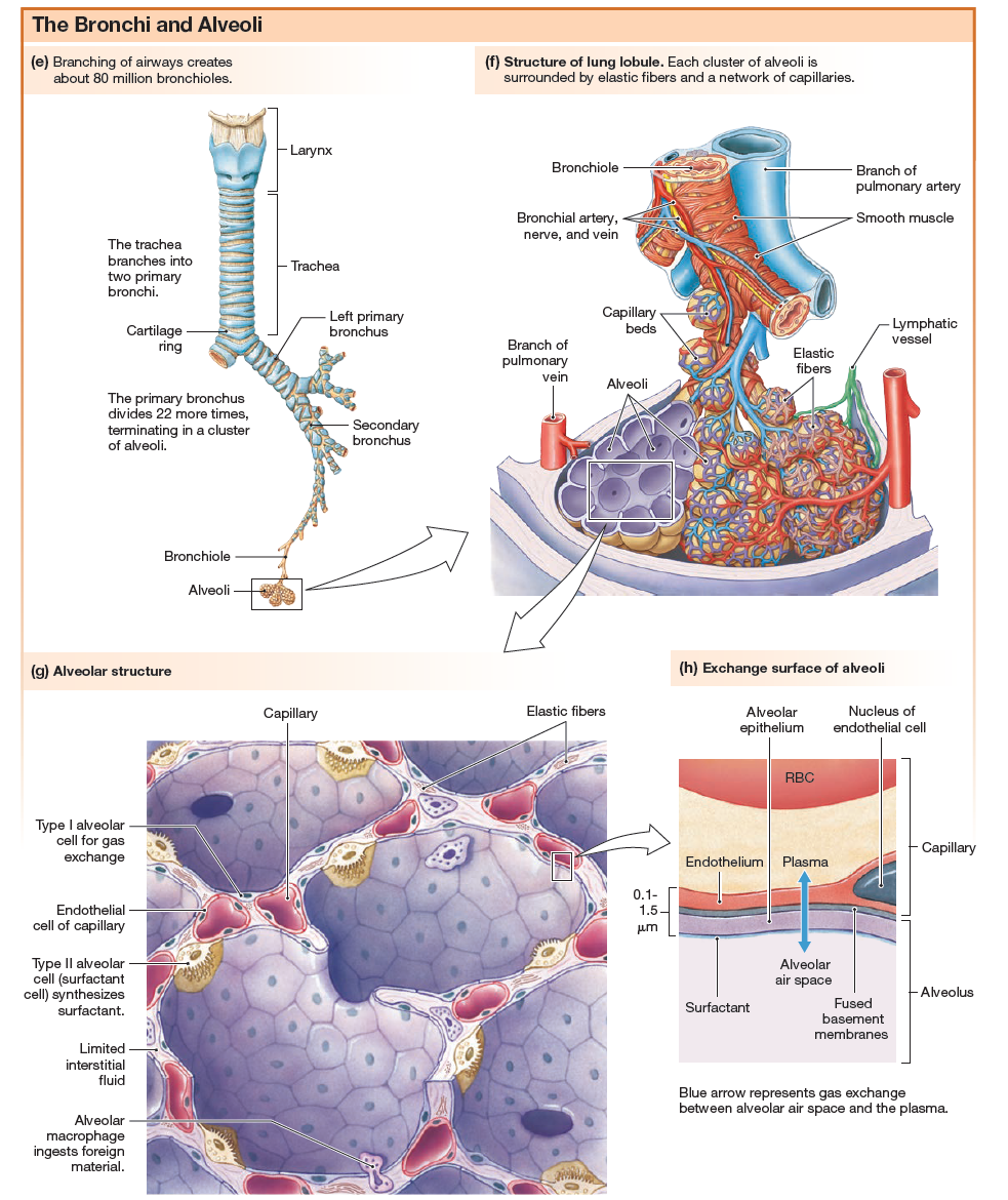 Nasal Cavity -> Pharynx -> Larynx -> Trachea -> Primary Bronchi -> Secondary Bronchus -> Bronchiole -> Alveoli -> Pulmonary Capillaries adjacent to the Alveoli