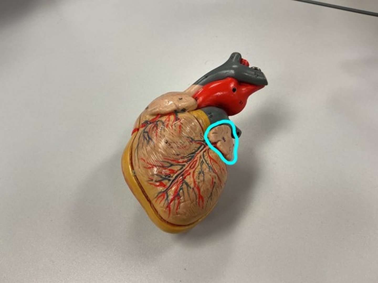 knowt flashcard image