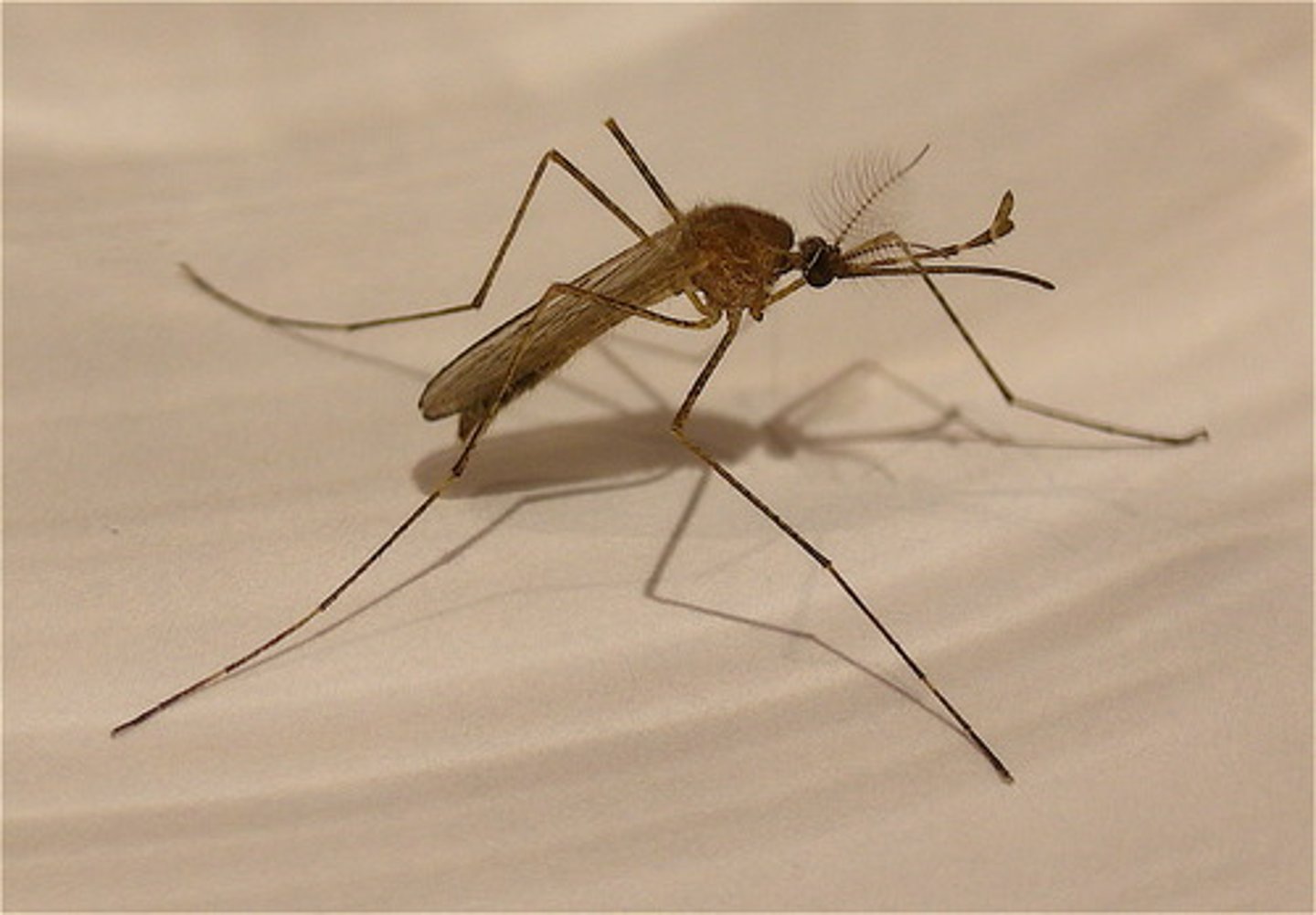 <p>el mosquito</p>