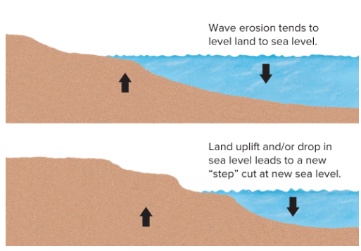<p>Form when land is elevated or sea level falls</p>