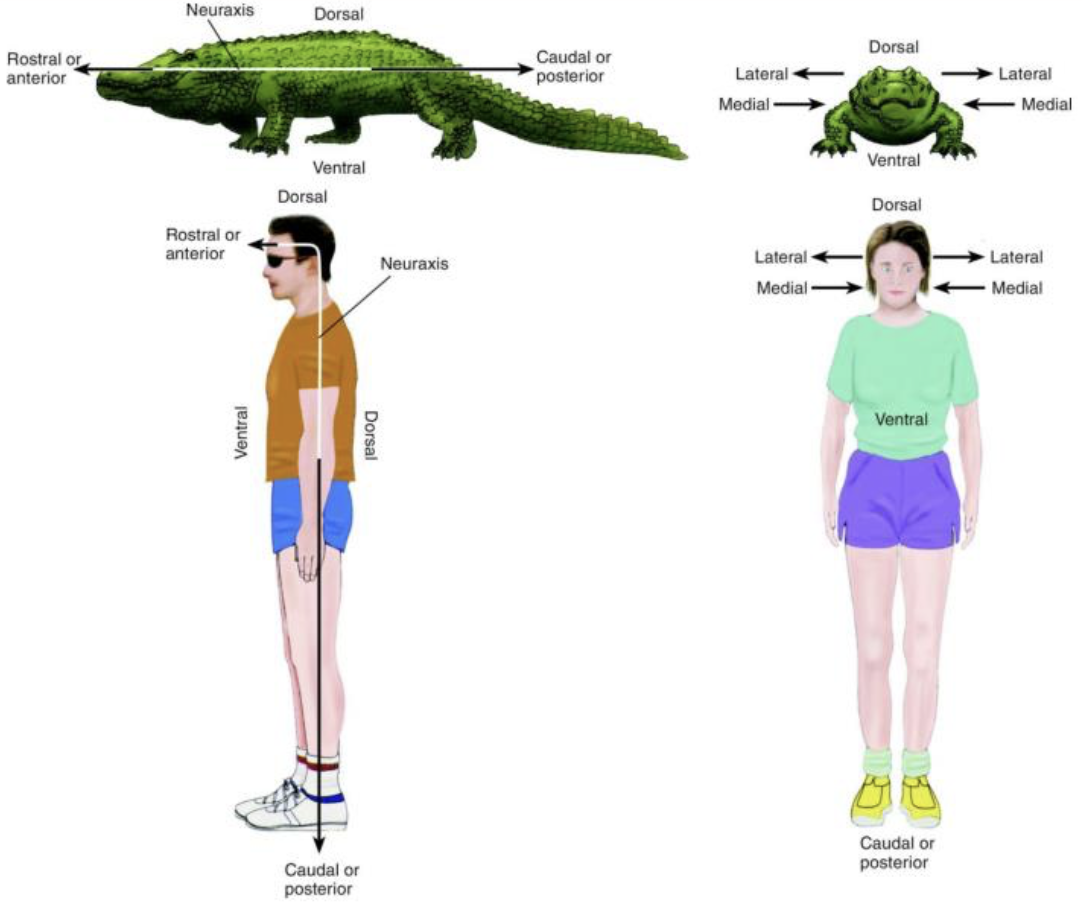 <p>→ imaginary line that runs along the length of the CNS</p><ul><li><p>Relevant for reference by anatomical directions</p></li></ul><p></p>
