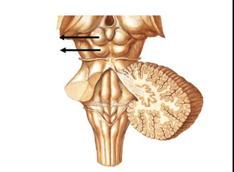 <p>What is this brain regions name and function?</p>