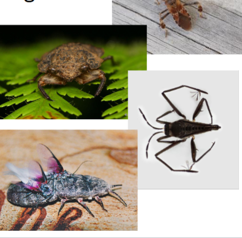 <p>Name the order</p>