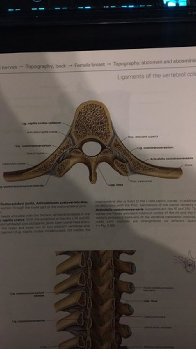 <p>Articulatio costotransversaria</p>