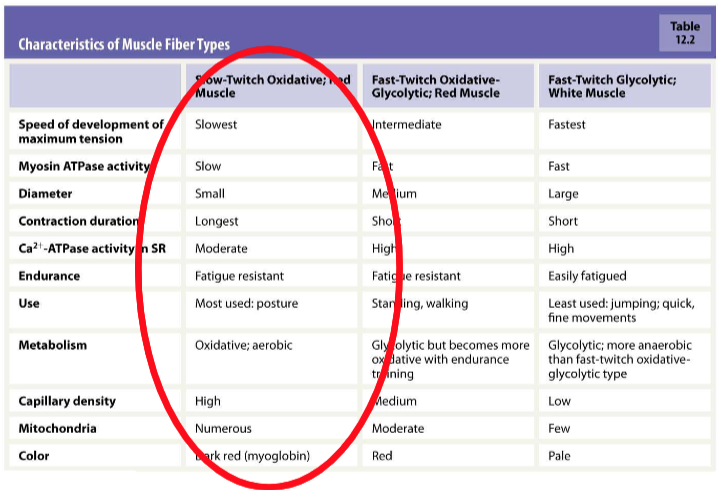 <p>To win an Olympic marathon, do you need slow- or fast-twitch fibres? </p>
