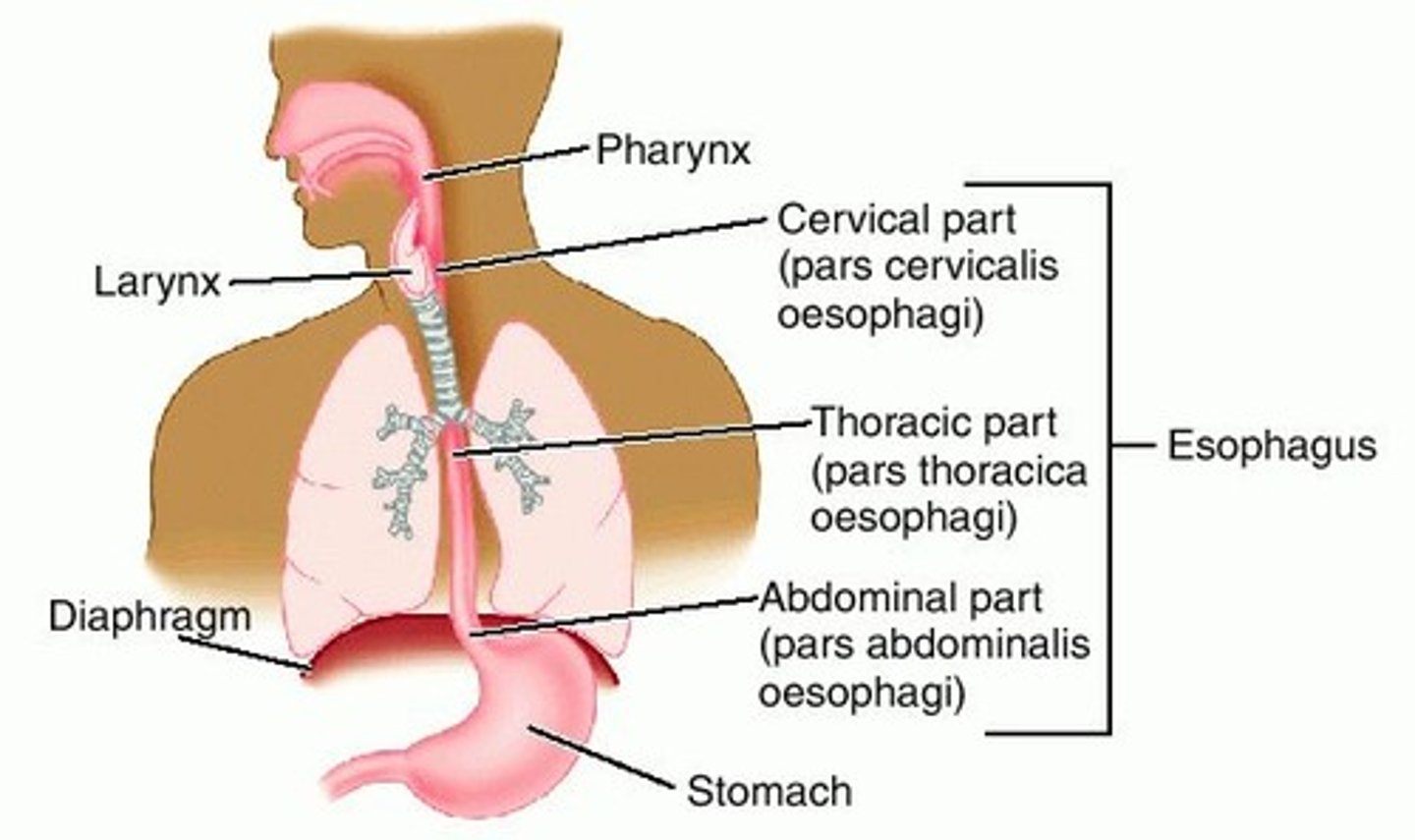 <p>lower thoracic esophagus</p>