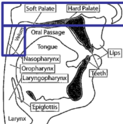 <ul><li><p>Upper part of the <strong>nasopharynx </strong>merges into the <strong>nasal tract</strong> and ends at the nose</p></li><li><p>Biological functions:</p><ul><li><p>Warming of the inhaled air while breathing</p></li></ul></li><li><p>All surfaces are covered by mucous membranes</p></li></ul>