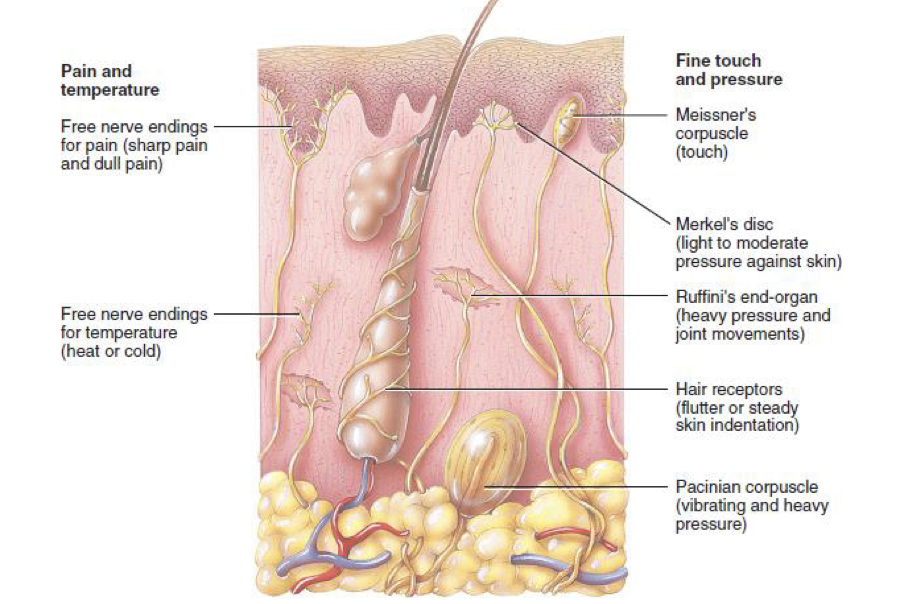 <p>Mean Monkeys Really Punch Funny Hairlines<br>Pain and temperature</p><ul><li><p>free nerve endings (sharp pain and dull pain)</p></li><li><p>Free nerve endings for temperature ( hot or cold)</p></li></ul><p>Fine touch and pressure</p><ul><li><p>Meissner’s corpuscle (Touch)</p></li><li><p>Merkel’s disc (light to moderate pressure against skin)</p></li><li><p>Ruffini’s end-organ (heavy pressure and joint movements)</p></li><li><p>Hair receptors (flutter or steady skin indentation)</p></li><li><p>Pacinian corpuscle(vibrating and heavy pressure)</p></li></ul><p></p>