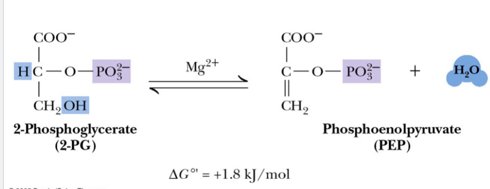 <p>Enolase</p><p>2-phosphoglycerate (2PG) to phosphoenolpyruvate (PEP)</p>