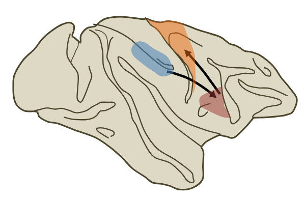 <p>A network comprising the parietal lobe → ventral premotor cortex → primary motor cortex is involved in shaping the hand to grasp an object</p><ul><li><p>Ventral pathway</p></li></ul><p></p>