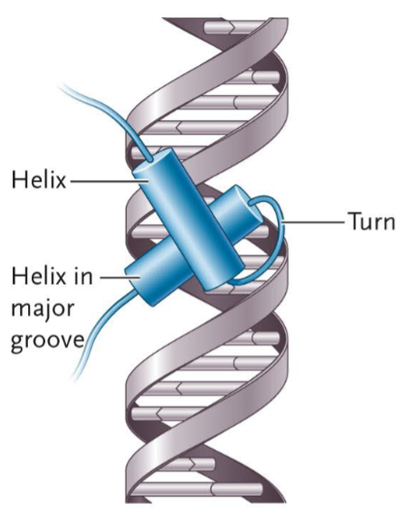 <p>A motif that has two α-helices connected by a short "turn," or a loop in the connecting region of a helix. One helix fits into the major groove of the DNA and interacts with specific base pairs, allowing the protein to recognize a DNA sequence. The other holds the first helix in place.</p>