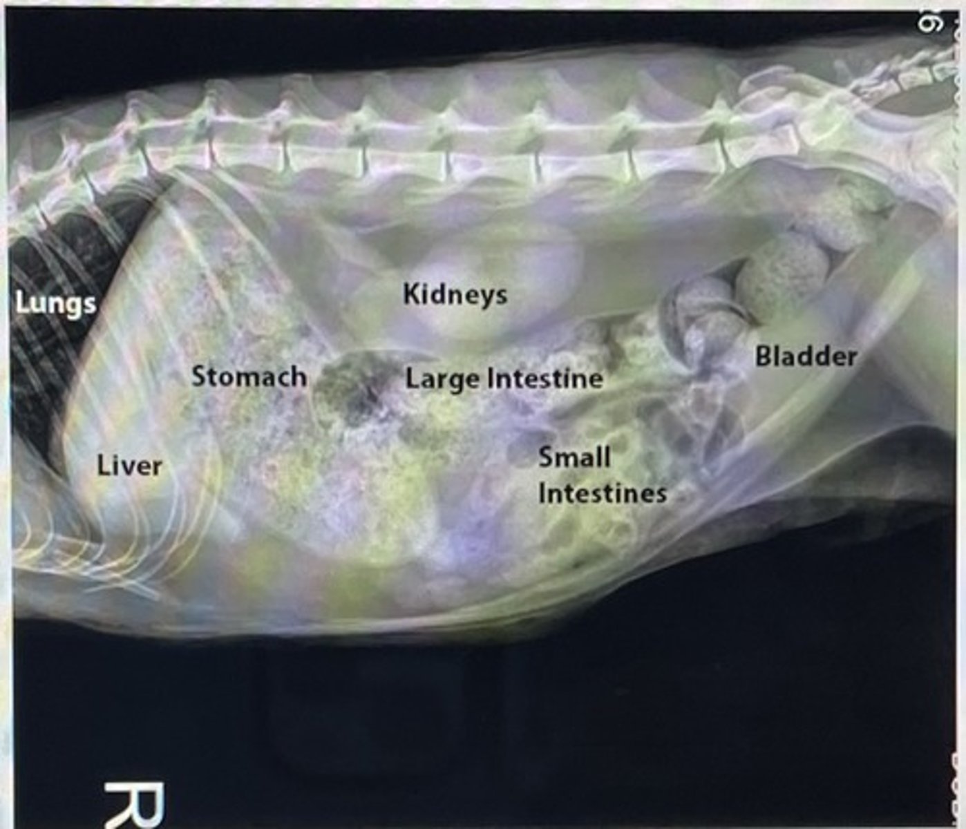 knowt flashcard image