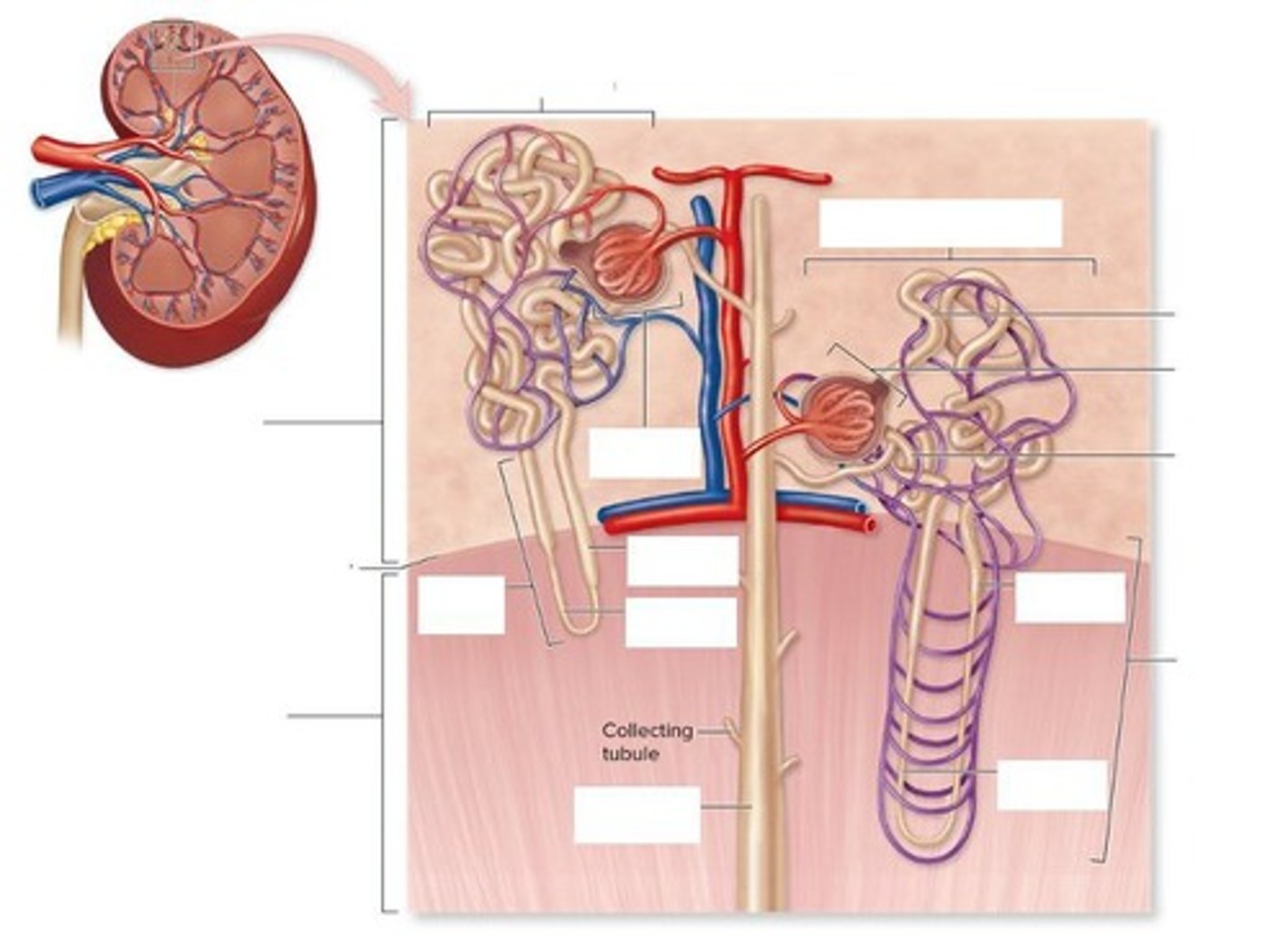 <p>Excretion of metabolic waste, regulation of solute and ion concentrations, regulation of blood volume and pressure, maintenance of acid-base balance, production of hormones, and gluconeogenesis during fasting.</p>