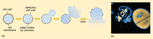 <p>Since the bacterial cell can’t counteract osmotic pressure what happens?</p>