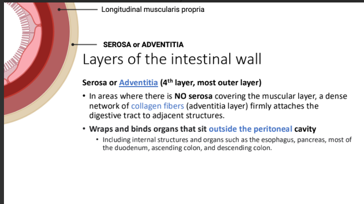 <ol><li><p>esophagus, </p></li><li><p>pancreas, </p></li><li><p>most of the duodenum, </p></li><li><p>ascending colon</p></li><li><p>descending colon.</p></li></ol><p></p>
