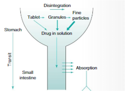 <ul><li><p>Tablet swallowed</p></li><li><p>Tablet disintegrates in the stomach, where the drug (paracetamol) dissolves in gastric fluids i.e. drug is in solution</p></li><li><p>Drug (paracetamol) in solution passes into the small intestine</p></li><li><p>Drug absorbs across the wall of the small intestine</p></li></ul><p></p>